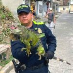 Una iguana en estado de peligr0 fue rescatada en zona urbana de Armenia