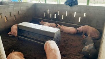 Animales porcinos, son objeto de vigilancia de parte del ICA en La Guajira.