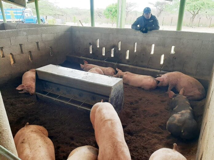 Animales porcinos, son objeto de vigilancia de parte del ICA en La Guajira.