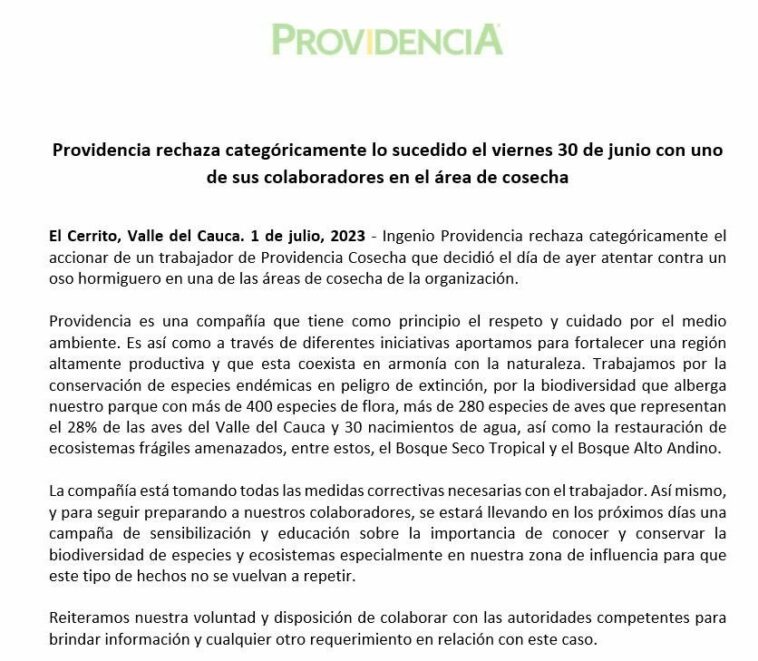 ¡Indignante! Trabajador mató a un oso hormiguero Un trabajador de Providencia Cosecha (Valle del Cauca) mató a un oso hormiguero, situación que fue rechazada en redes sociales. El ingenio aseguró que tomará medidas correctivas con el hombre que le quitó la vida al animal.