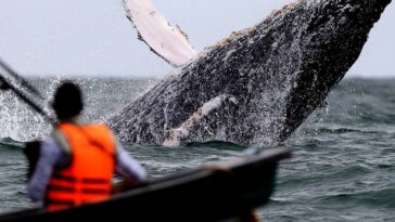 ¡Todo listo! Prepárese para la temporada de avistamiento de Ballenas en Buenaventura