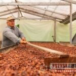 Campesinos del Meta exportaron a Alemania primer cargamento de cacao “especial”