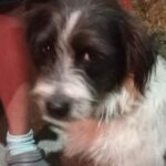 Chico, el perrito que fue amenazado de muerte en Filandia