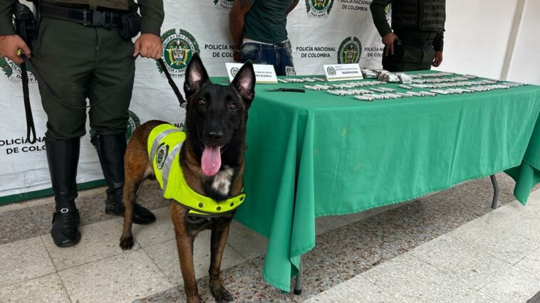 Con ayuda del canino «Odhil», la Policía capturó a un hombre por microtráfico