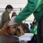 Cundinamarca: Jornada de vacunación y desparasitación canina y felina en Soacha