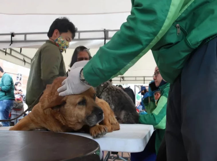 Cundinamarca: Jornada de vacunación y desparasitación canina y felina en Soacha