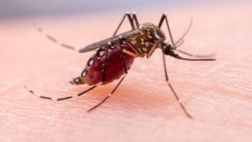 Dengue: conozca los síntomas por los que debe consultar al servicio de salud