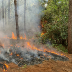 Denuncian la quema de casi 200 hectáreas de plantaciones forestales en Cajibío, Cauca