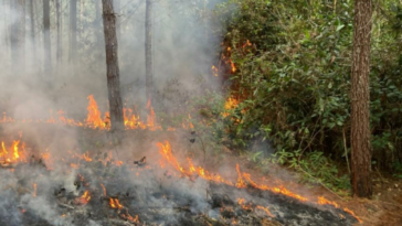 Denuncian la quema de casi 200 hectáreas de plantaciones forestales en Cajibío, Cauca