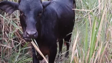Dos bovinos hurtados en Tarqui fueron recuperados en Garzón, Huila