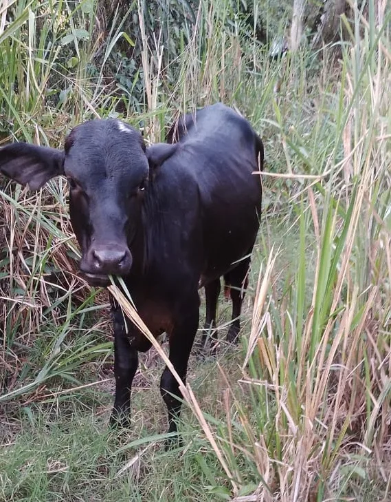 Dos bovinos hurtados en Tarqui fueron recuperados en Garzón, Huila