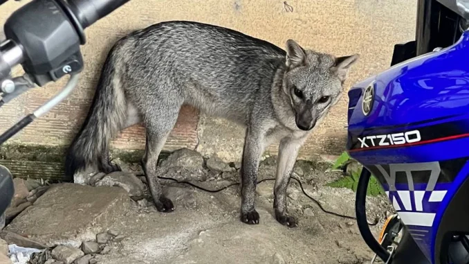 Los zorros perros han sido vistos en sectores como el Centro y Belén.