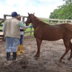 El ICA atendió notificaciones por enfermedades de control oficial en Arauca