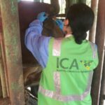 El ICA realizó pruebas de tuberculina a animales que se movilizaron al interior del país, procedentes de Arauca