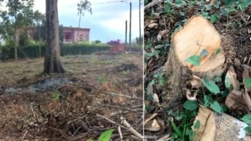 En Calarcá fue suspendida la tala de 30 árboles por no contar con los permisos exigidos