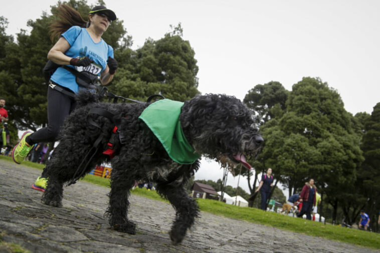 En Colombia los animales domésticos viven menos Esta es la razón por la que las mascotas viven menos en Colombia.