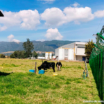 Entregan fincas de ‘Macaco’, ‘Clan Castaño’ en Córdoba para reparar víctimas