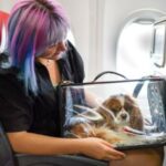 Viajar con mascota