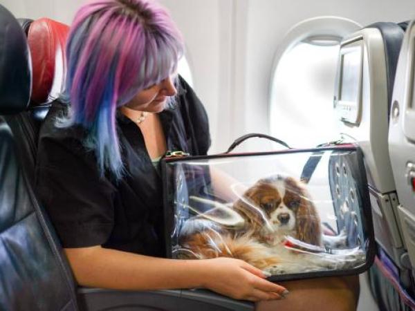 Viajar con mascota