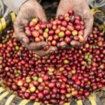 ExpoEjeCafé: una ventana para el café quindiano a otros rincones del mundo