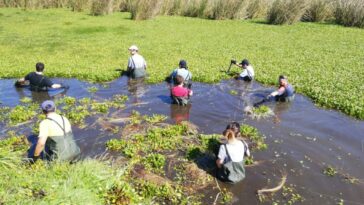 Facatativá: Jornada de recuperación y sembratón en el humedal «Las Tinguas»