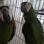 Guacamayas, guatines y una zarigüeya fueron rescatados en Caldas