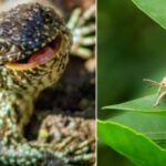 Insectos y anfibios, las víct1m4s invisibles de los incendios forestales en el Quindío