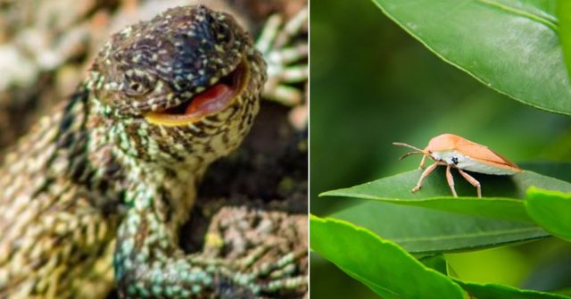 Insectos y anfibios, las víct1m4s invisibles de los incendios forestales en el Quindío