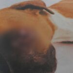 Judicializado presunto responsable de lesionar a una canina en Yopal