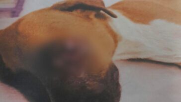 Judicializado presunto responsable de lesionar a una canina en Yopal