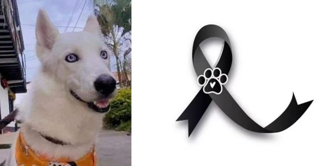 Justicia por Orus, sujeto asesinó un perrito cerca a Quimbaya