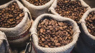 La producción de café a julio registró una baja anual de 11%
