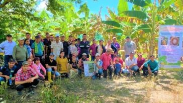 Más de 120 pequeños productores de plátano en Arauca se capacitaron en prevención del Fusarium R4T