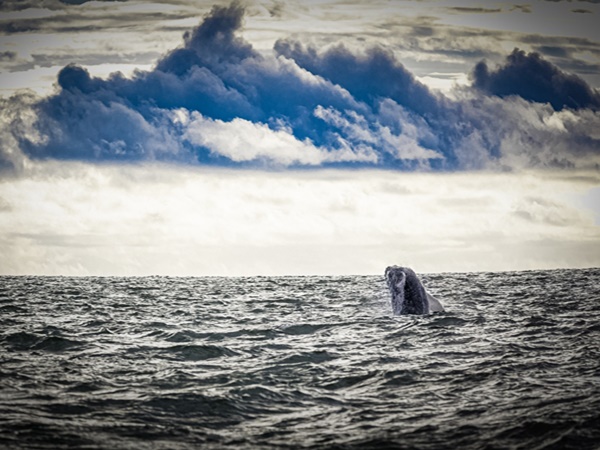 Más de mil personas han podido disfrutar del espectáculo de ballenas en Tumaco