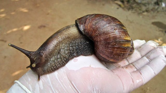 Plaga destructiva: en el Quindío se han recolectado más de 700 kilos de Caracol gigante africano