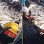 El video de la pesca de corvina en Tumaco, ha se vuelto viral. Hay polémica, unos cuestionan el método usado y su impacto. Fotos: captura vídeo Pesca Artesanal Tumaco Nariño