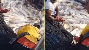 El video de la pesca de corvina en Tumaco, ha se vuelto viral. Hay polémica, unos cuestionan el método usado y su impacto. Fotos: captura vídeo Pesca Artesanal Tumaco Nariño