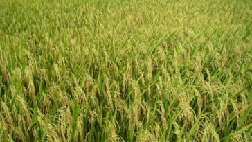 Solicitan flexibilizar la movilidad de la cosecha de arroz