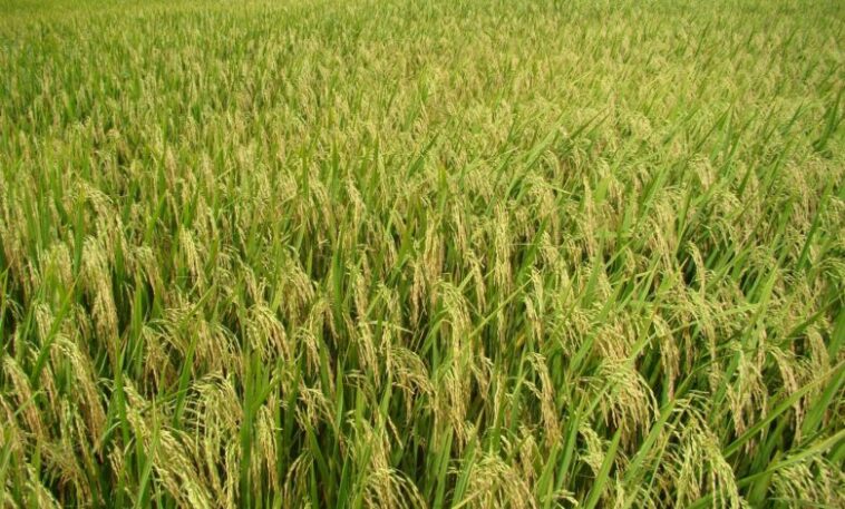 Solicitan flexibilizar la movilidad de la cosecha de arroz