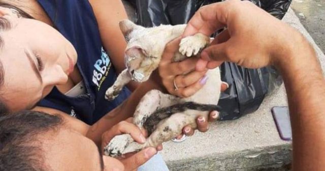 Voraz Incendio en Armenia también dejó a los amigos de cuatro patas afectados