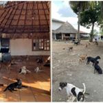 ¿Listos para ayudar a perritos y gatos en Montería? Llegó el bingo anual Amor Animal