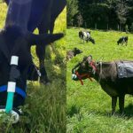 ¿Vacas con máscara? El método que crearon en Medellín para medir emisiones de metano