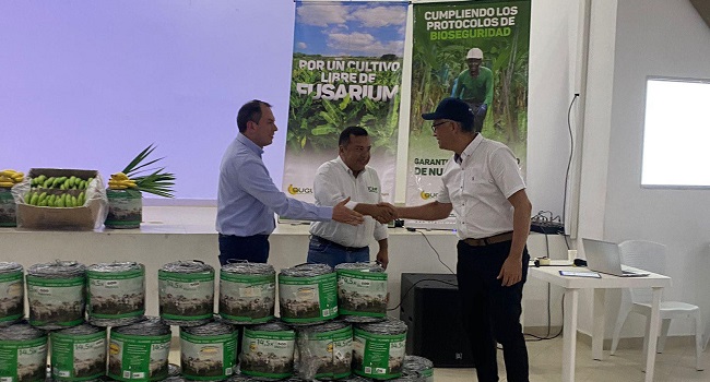Augura e ICA brindan apoyo crucial a pequeños productores de banano en Magdalena para combatir el hongo Fusarium