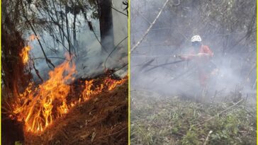 Caos ambiental en Nariño: Van 1.095 hectáreas destruidas y especies afectadas por incendios