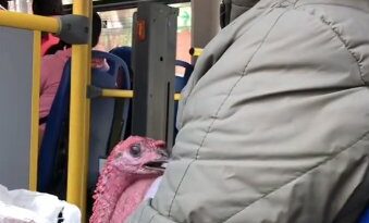 Captan a pavo viajando en Sitp El vídeo, quedó grabada una mujer que se encontraba en el interior de un Sitp con un pavo, al cual transportaba en un costal.