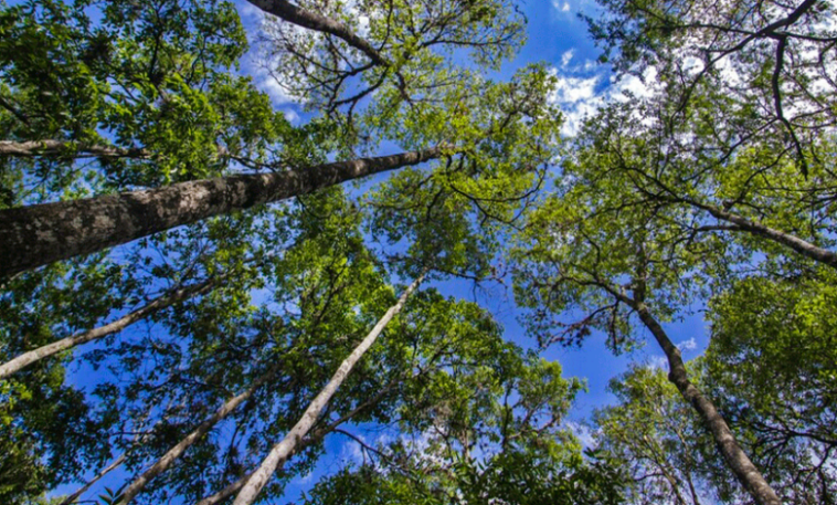 Certifican cerca de 2 mil hectáreas como reserva forestal protegida en Córdoba