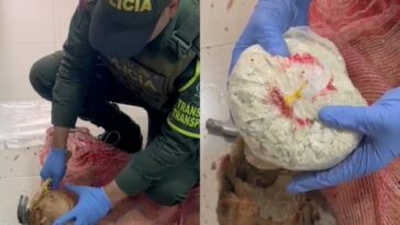 Coca en cocos incautó la policía en vías de Nariño, había «12,5 kilos»