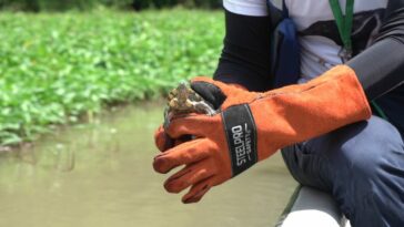 Corpamag liberó animales silvestres atendidos y protegidos en su Centro de Atención y Valoración