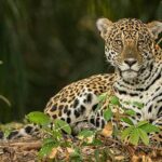 Corpamag toma medidas preventivas por presencia de jaguar en Ciénaga