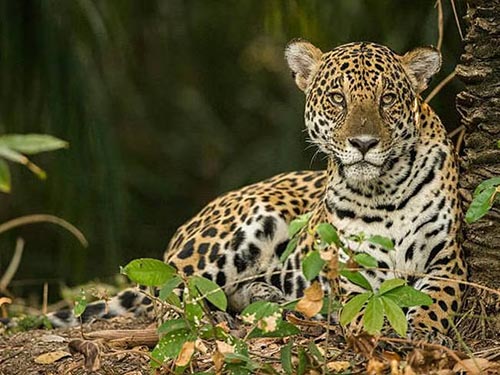 Corpamag toma medidas preventivas por presencia de jaguar en Ciénaga